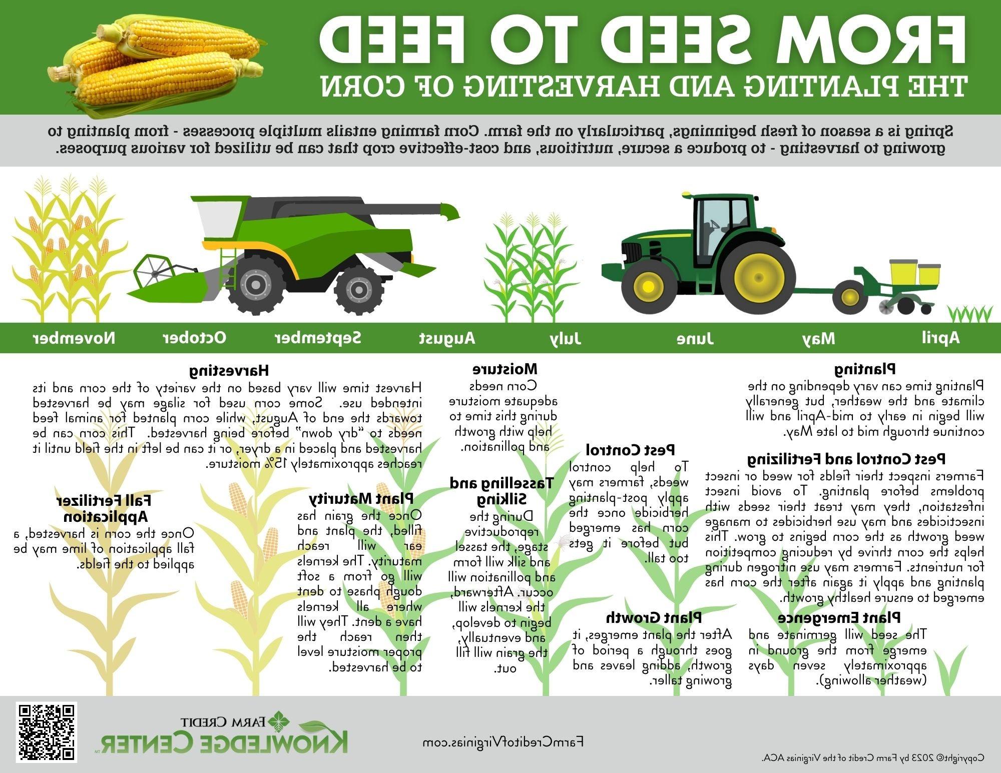 Infographic-From Seed to Feed